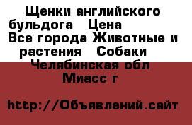 Щенки английского бульдога › Цена ­ 40 000 - Все города Животные и растения » Собаки   . Челябинская обл.,Миасс г.